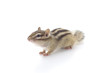 シマリス