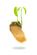 Growing green plant