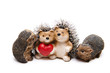 Igel mit Herz Igel mit Herz