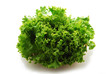 Cichorium endivia