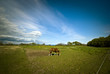 Horse on a meadow Horse on a meadow