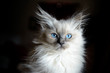 Ragdoll Katzenportrait Ragdoll Katzenportrait