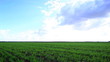 Video: The wind moves a bright grass in the afternoon in the field The wind moves a bright grass in the afternoon in the field