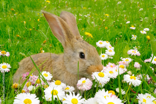 Photo: Cute Rabbit in the Garden with Flowers Cute Rabbit in the Garden with Flowers