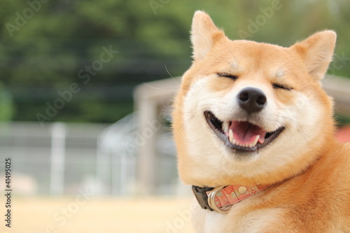 Photo: 笑顔の柴犬 笑顔の柴犬