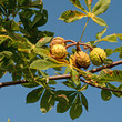 Rosskastanien