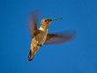 Hummingbird in flight