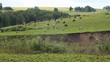 The Cows on pasture. The Cows on pasture.