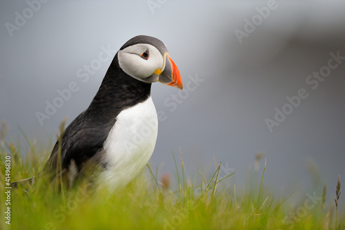 Photo: Puffin standing in grass on a cliff Puffin standing in grass on a cliff