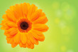 Orange flower on a green background
