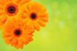 Orange flower on a green background