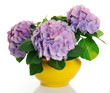 hydrangea