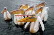 Group of Great White Pelicans in water
