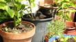 Amsel sucht Nahrung