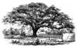 Humboldt Tree - Zamang de Guëre Humboldt Tree - Zamang de Guëre