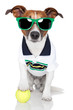 Detaily fotografie dog as tennis player with tennis ball