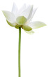 lotus blanc sur fond blanc