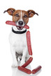 dog with sausages