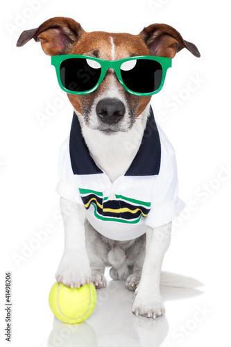 Foto: dog as tennis player with tennis ball dog as tennis player with tennis ball