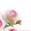Foto: pink rose over blue white background pink rose over blue white background