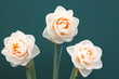 daffodil