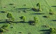 Trees on field