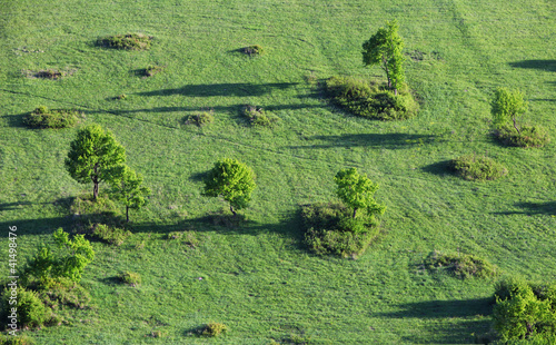 Photo: Trees on field Trees on field
