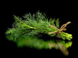bunch of fresh dill