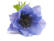 flowers of anemone