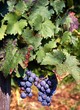 Red grapes on the vine, near Lake Como, Italy © Arena Photo UK