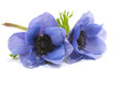 flowers of anemone