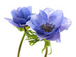 flowers of anemone