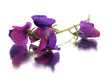 sweet pea flower