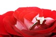 Red rose with diamond ring