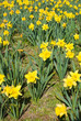 Daffodils