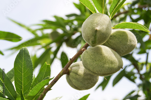 Photo: Branch of almonds tree Branch of almonds tree