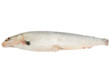 Fresh raw fish Arctic cisco