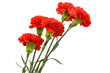 Bouquet of five red carnations