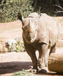 Rhinocerous Straight On Rhinocerous Straight On
