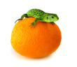 Photo: Lizard on orange Lizard on orange