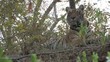 Tiger looking through leaves