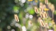 Pennisetum alopecuroides