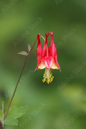Photo: Columbine Columbine