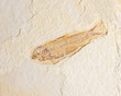 Fossilized Fish