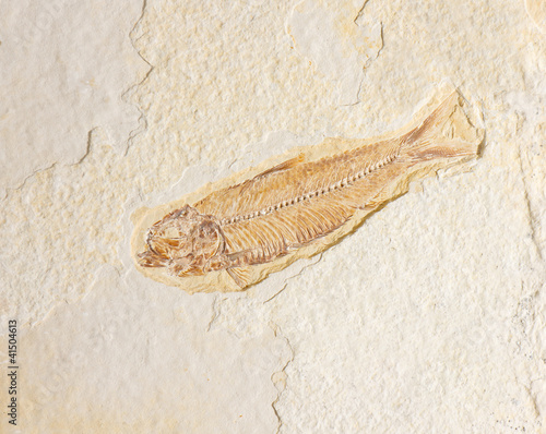 Photo: Fossilized Fish Fossilized Fish
