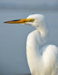 Photo: Great White Egret profile Great White Egret profile
