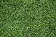 green grass texture
