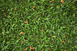 flowers fallen on grass