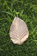 dried leaf on grass