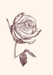 Photo en ligne au meilleur prix hand drawn roses